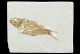 Bargain Knightia Fossil Fish - Wyoming #99234-1